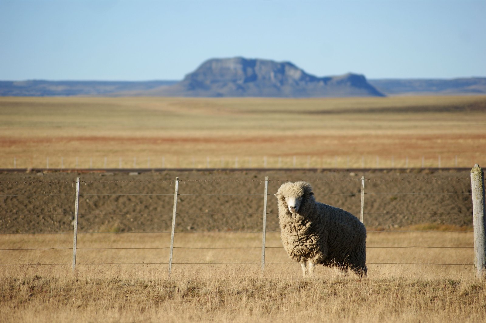 Campo en Santa Cruz